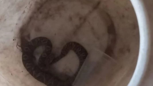 Encontraron una yayará en la Costanera Este