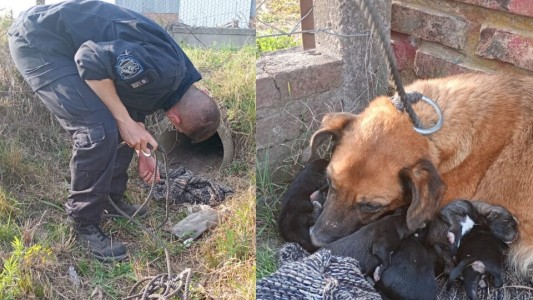 Santo Tomé: rescataron a una perra y sus cachorros de una alcantarilla