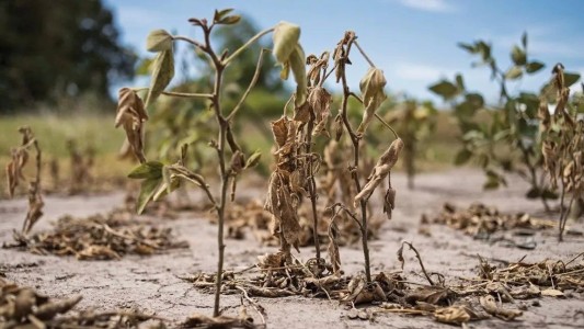 Sequía: aseguran que en el norte “no queda verde”