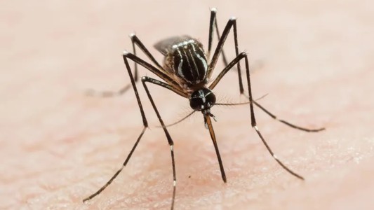 Dengue: capacitan al personal de salud para mejorar la atención pública y privada