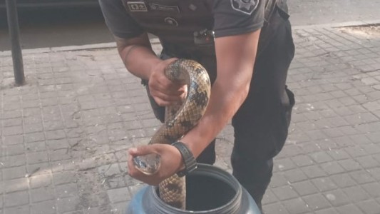 Viajaba con una serpiente desde San Javier: la pudieron rescatar en pleno Boulevard