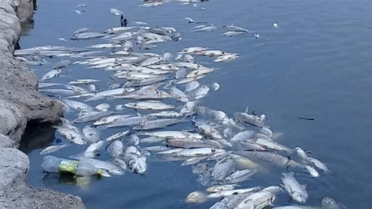Peces "boqueando" en la superficie, ¿a qué se debe este fenómeno?