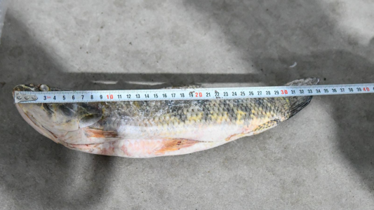 Se intensifican los controles y decomisos contra la pesca  en la provincia