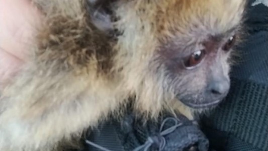 Rescataron a un mono en el norte de la ciudad: hay un detenido