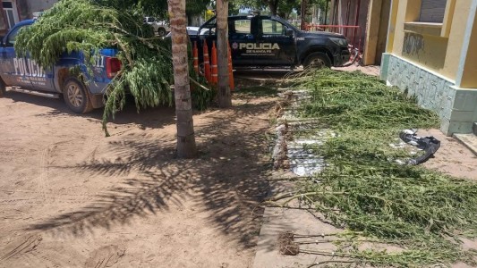 Sorprendidos: vecinos de Cayastá encontraron plantas de marihuana en la vereda