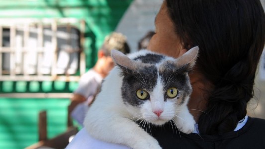 El IMUSA superó las 13.000 castraciones y hubo casi 60.000 atenciones