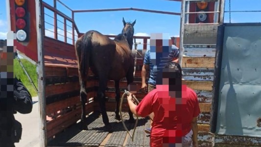 Durante la Navidad rescataron a un caballo que se encontraba abandonado
