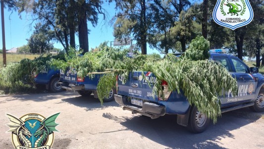 Los delató el olor: 168 plantas de marihuana fueron incautadas en Villa Oculta
