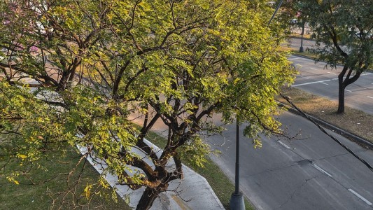¿En qué consiste el primer censo de arbolado urbano en la ciudad?