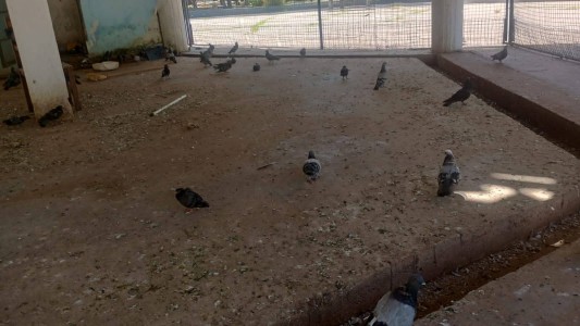 Preocupación de proteccionistas por el estado de "El Palomar"