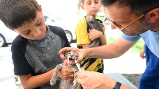 IMUSA en Playa Norte: castraciones, desparasitaciones y vacunaciones antirrábicas gratuitas