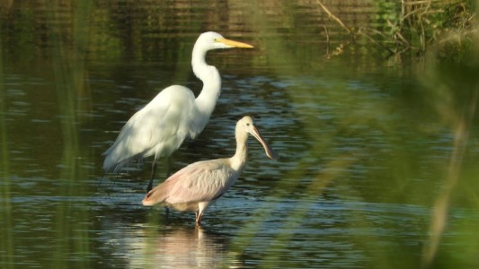 Todos los jueves de febrero habrá visitas guiadas a los humedales de la ciudad