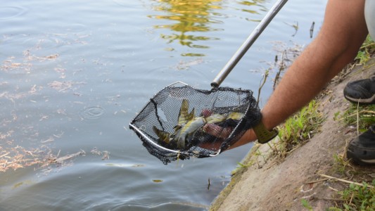 ¿Qué son las "chanchitas del agua", con las que se pretende contolar a los mosquitos?