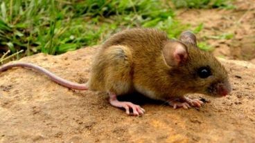 Se confirman dos casos más de hantavirus en la provincia
