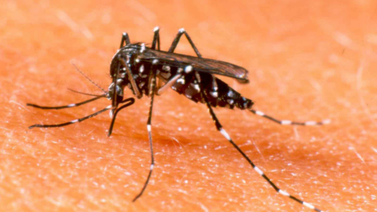 Dengue: en una semana, los casos se incremntaron un 44% en Santa Fe