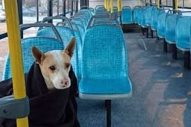 Se aprobó un proyecto para trasladar perros y gatos en el colectivo