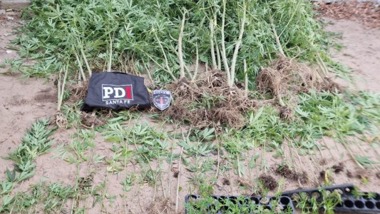Cayastá: encontraron 150 plantas de marihuana y detuvieron a un hombre