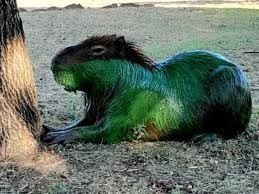 Ambientalistas reclaman que termine la contaminación del río Uruguay