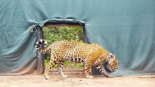 Liberan en El Impenetrable a "Miní", una yaguareté silvestre proveniente de Iberá