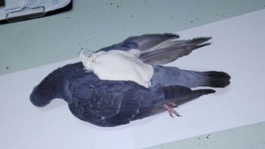 Coronda: encontraron una paloma con una bolsa atada a una de sus patas