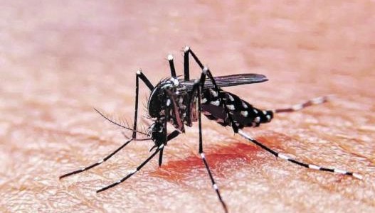Dengue: más de 3.300 casos en la provincia de Santa Fe