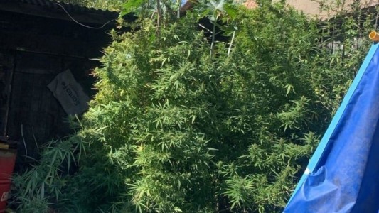 Encontraron plantas de marihuana en una casa de Santa Rosa de Lima