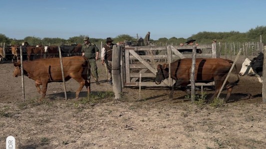 Casi 80 animales fueron recuperados por la Guardia de Seguridad Los Pumas