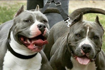 En Diputados hay un proyecto para que se regule la tenencia de perros "peligrosos"