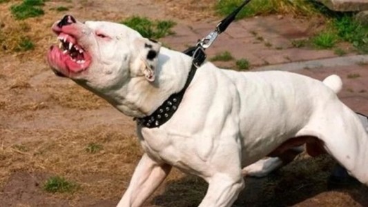 El nene mordido por el pitbull recibió el alta e hicieron un pedido: "No tengan esos animales"