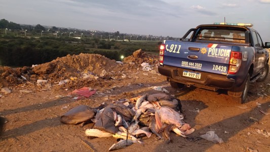 Incautaron una importante cantidad de pescado en mal estado en Sauce Viejo