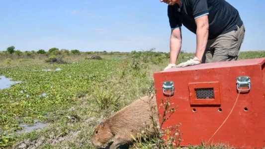 Liberaron zorros, carpinchos, comadrejas y aves rehabilitadas en el norte de Santa Fe