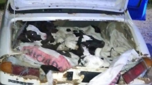 Fueron atrapados por llevar ocho terneros en la parte trasera de un auto