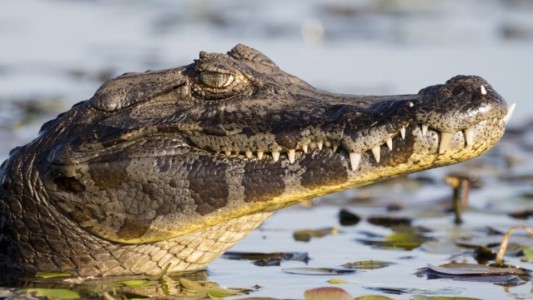 Villa Ocampo: un yacaré le mordió a un hombre de 73 años mientras pescaba