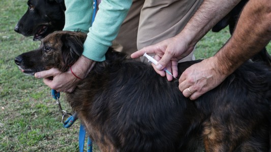 El IMUSA realizará castraciones masivas en Barrio Acería