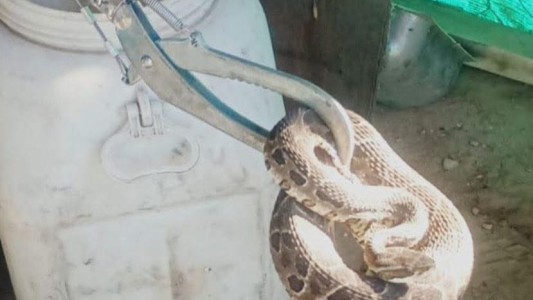 Encontró una serpiente a pocos metros de su cama