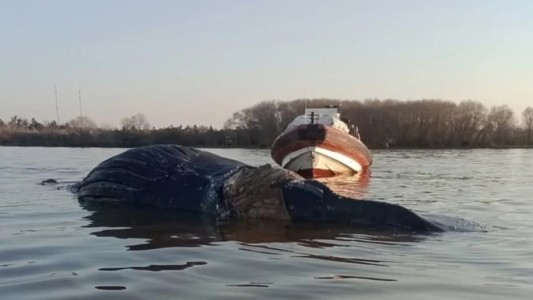 Conmoción en Zárate: apareció una ballena en el Río Paraná y creen que está agonizando