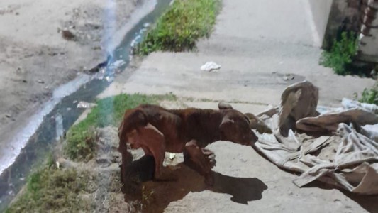 Maltrato animal: un perro fue encontrado desnutrido en grave estado