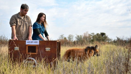 Provincia liberó un aguará guazú en su hábitat natural