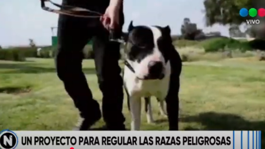 Impulsan un proyecto para regular la tenencia de razas peligrosas
