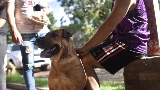 IMUSA superó las 10.000 atenciones veterinarias en el mes de julio