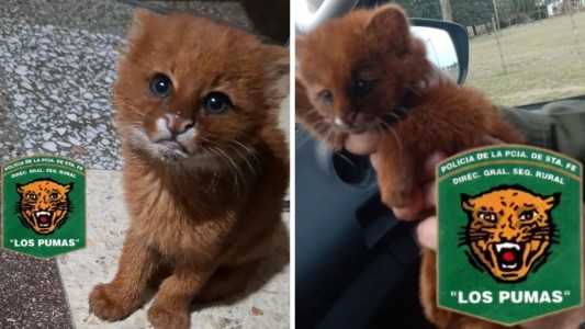 Inesperado visitante: un puma yaguarundí sorprendió a una familia en San Justo