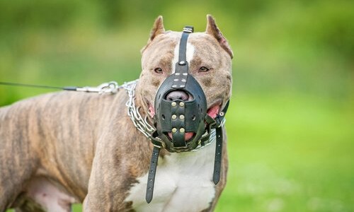 Media sanción en Santa Fe a una ley para regular la tenencia de perros peligrosos