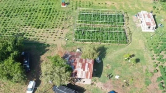 Vivero narco en Arroyo Leyes: seis imputados aceptaron su responsabilidad