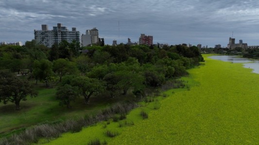 Investigan la aparición de peces y tortugas muertas en el Parque del Sur