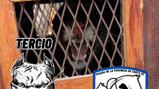 El puma encontrado en Cabaña Leiva está internado en la Granja La Esmeralda