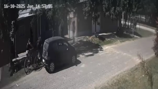 Dos jóvenes salvaron de una brutal golpiza a un perro en Sauce Viejo