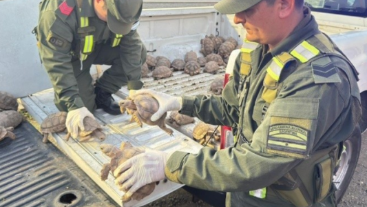 Rescataron 166 tortugas y aves silvestres ocultas en un camión con cebollas
