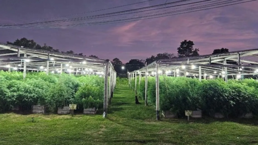 Seis años de prisión al abogado que proporcionó la "fachada legal" para el vivero narco de Arroyo Leyes