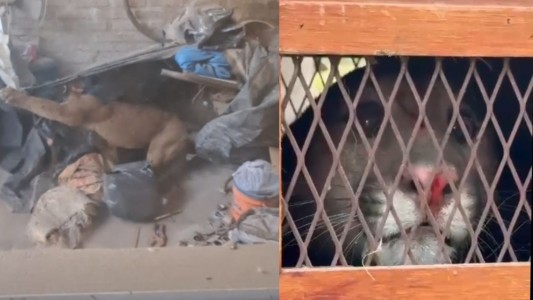 Se encuentra en buen estado el puma rescatado en Cabaña Leiva