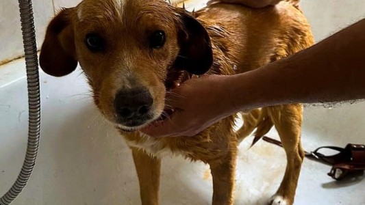 Caso de maltrato animal en Sauce Viejo: la protectora de animales se presentó como querellante en la causa